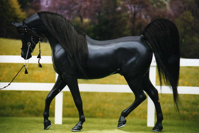 Hispano Arab Horse